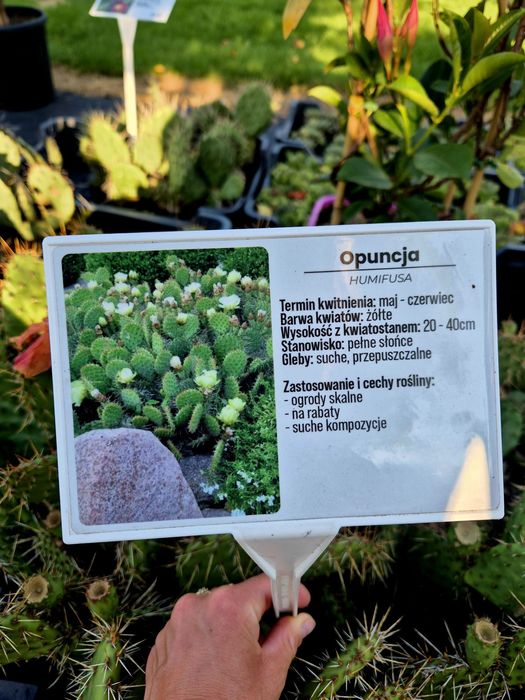 Opuncja kaktus doniczka