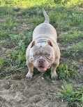 American Bully disponível Montas