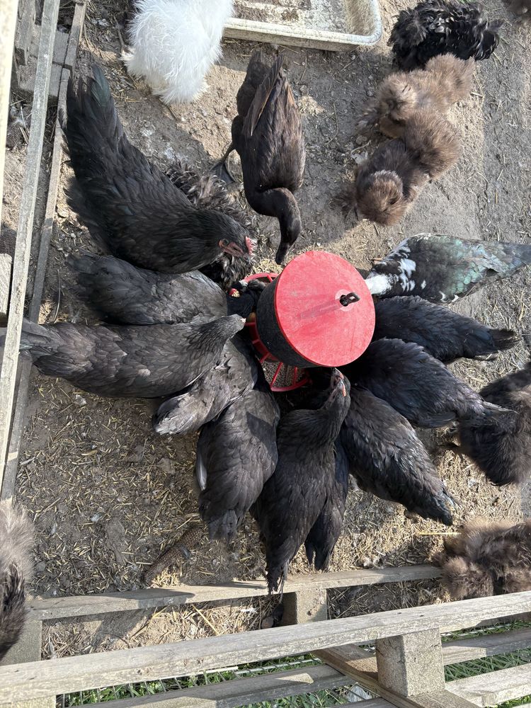 Ayama cemani kogut oraz kura wielkanocna  czarne kury