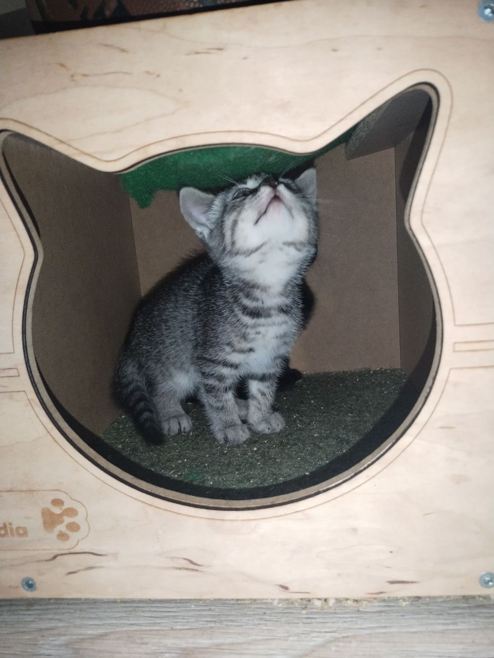Маленькая голубая котенок девочка ищет дом! Отдам в хорошие руки!