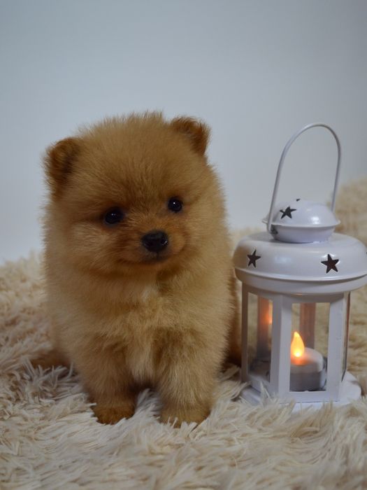 Чудові міні шпіцулі