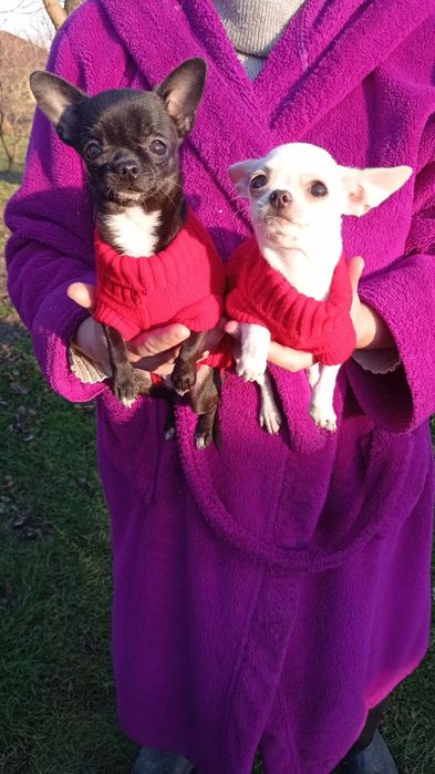 Щенки чихуахуа мини