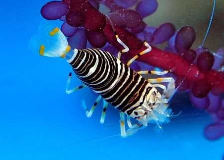 Gnathophyllum americanum - Bumblebee Shrimp - Krewetka trzmiel