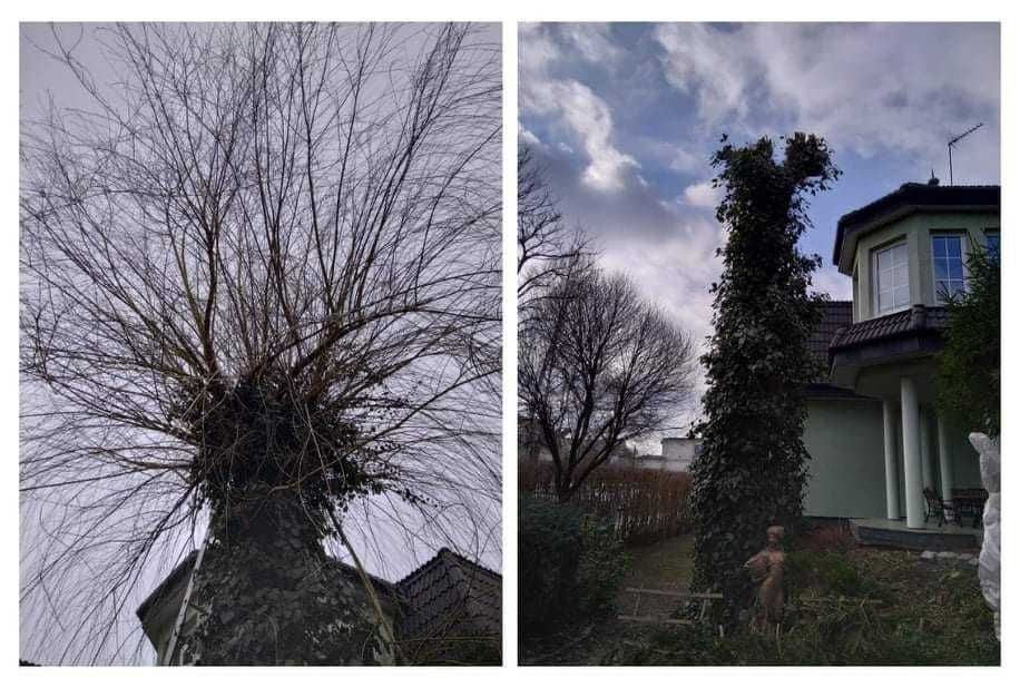 Karczowanie działek, wycinki, usługi rębakiem, porządkowanie działek