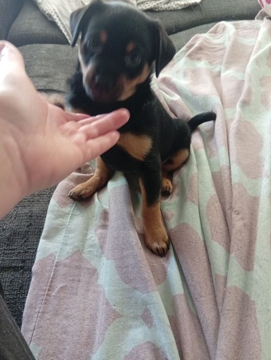 Suczka sunia oddam w dobre ręce szczenię