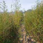 Bambu aurea, nigra e outros