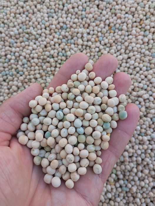 Продам озимий горох