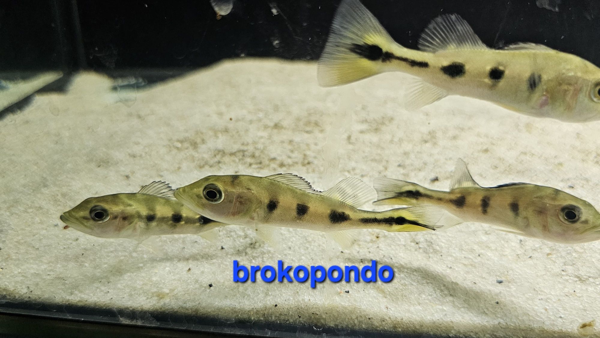 Ciclhas brokopondo/pinima /piquiti