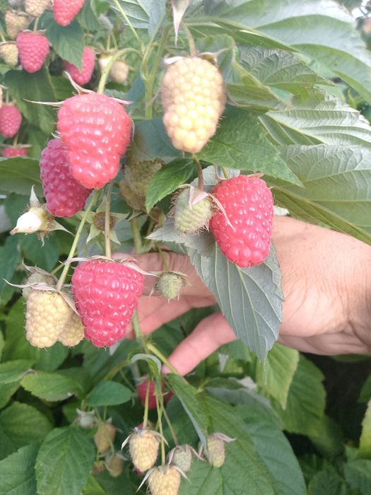 Witam sprzedam sadzonki maliny