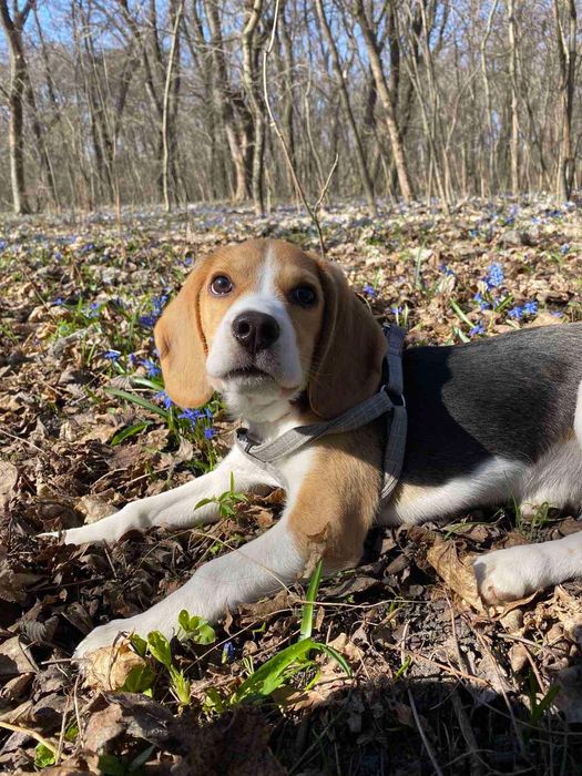 Продам собаку Бігль