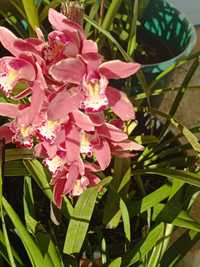 Bolbos Orquídeas