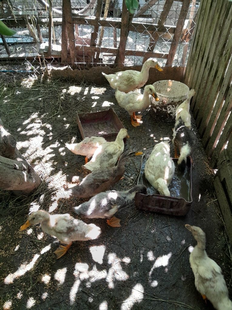 Sprzedam kaczki pekiny I staropolskie