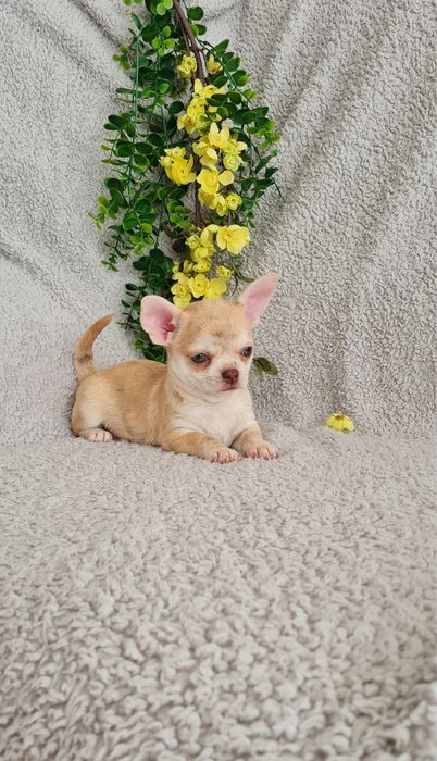 Estupenda mini Merle de Qualidade. Linhagem Russa