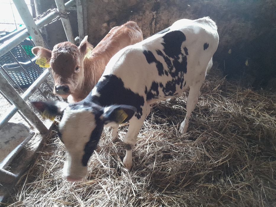 Jalowka krowa mleczna HF miesna byczki cieleta odsadki LM