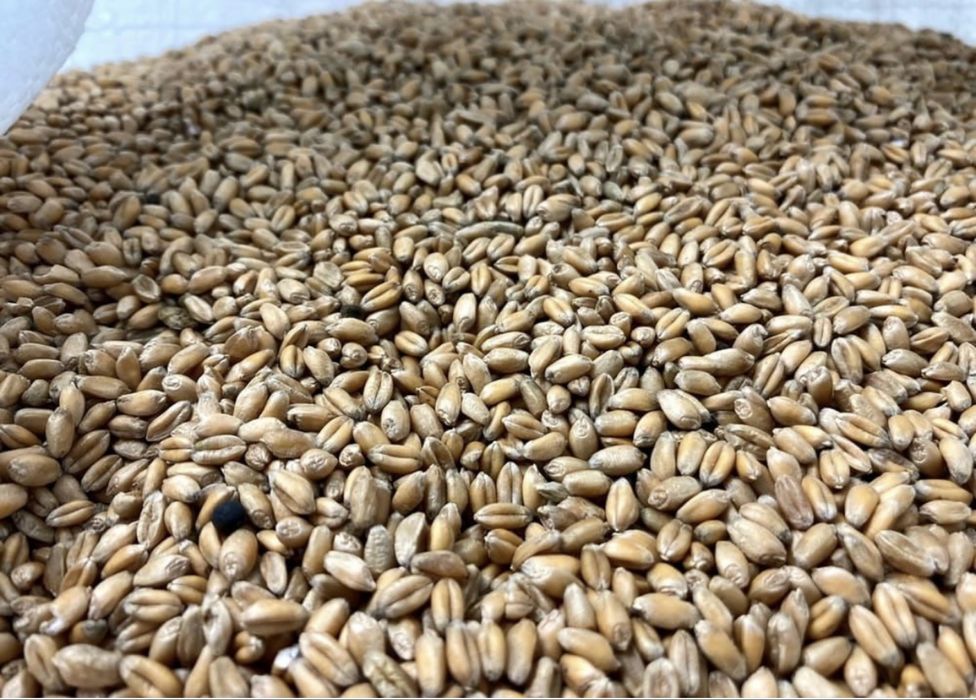 Pszenica 100 kg 75 zł tegoroczna 2025