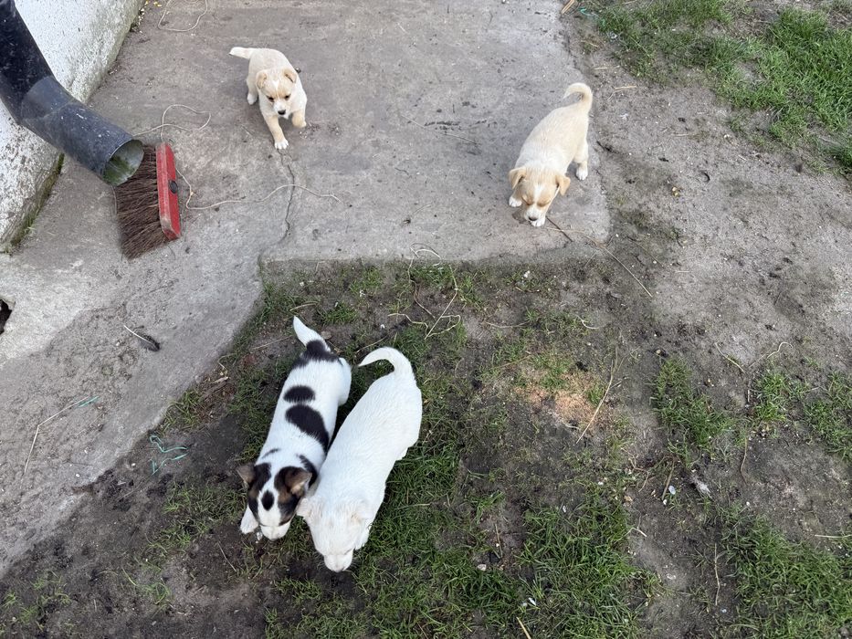 Jack Russell Terrier mieszaniec, Szczeniaki za darmo.