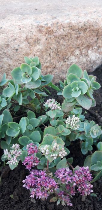 пропоную очитки та інші грунтопокривні рослини для камянистих садів