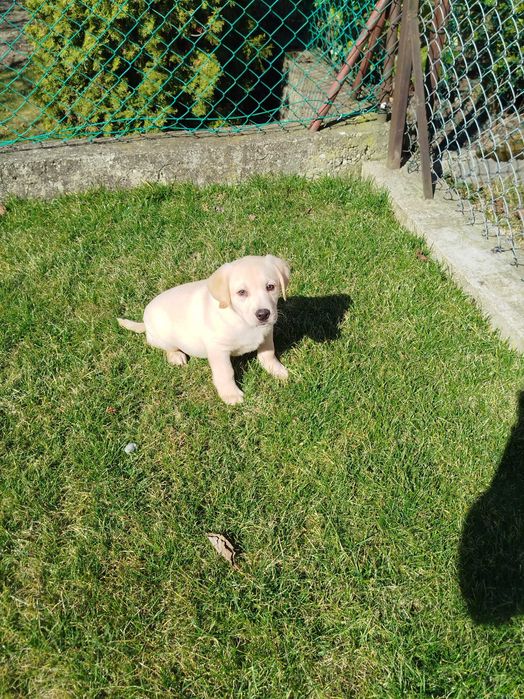Labrador suczka tel.-5.7.5.3.0.2.0.3.9.