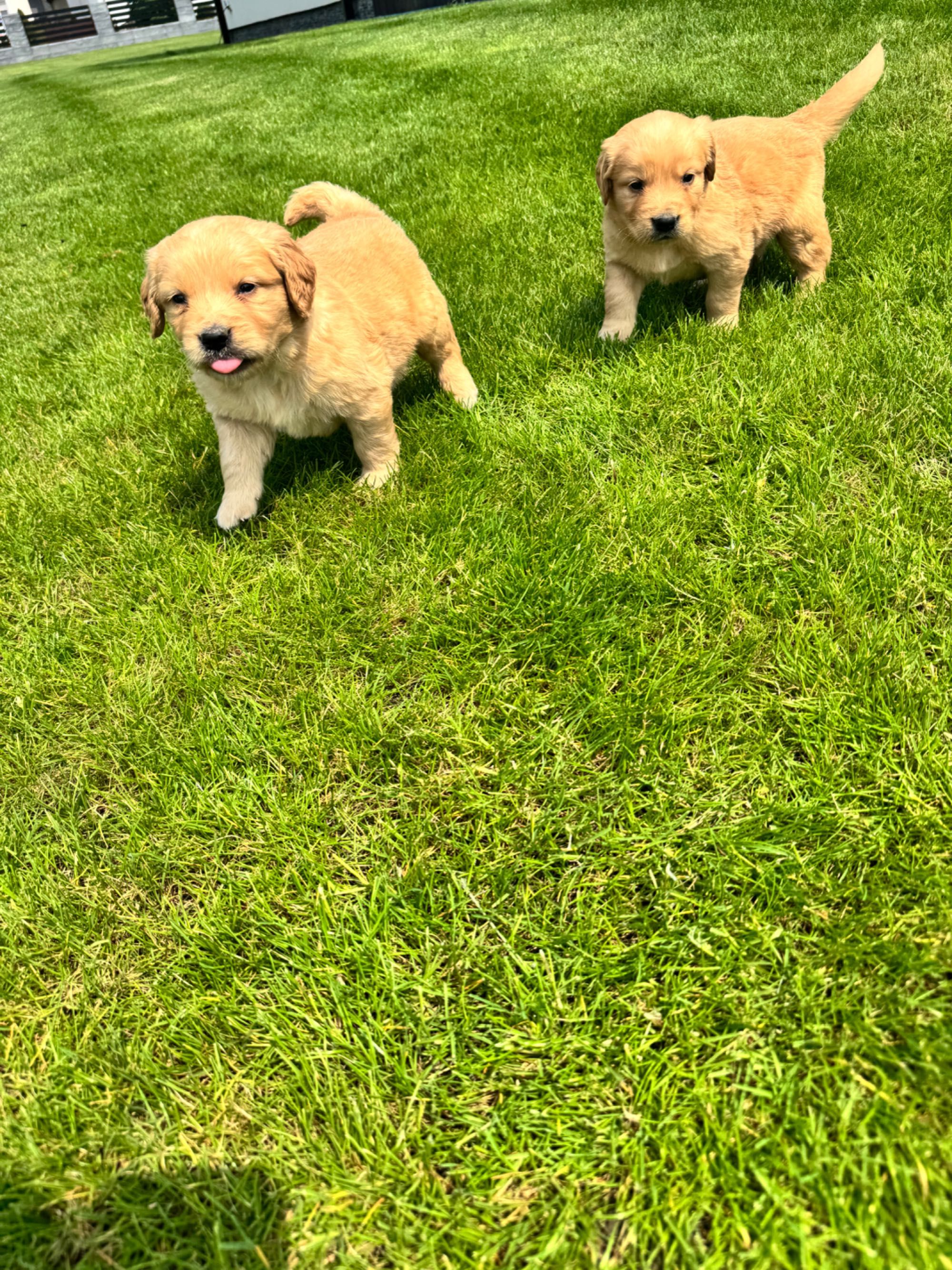 Golden retriever