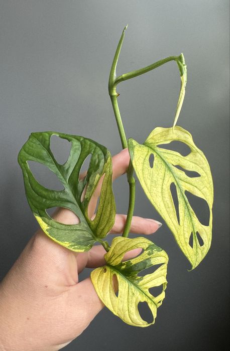 Monstera Adansonii Variegata