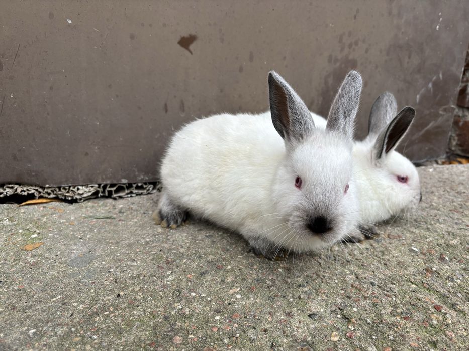 Kroliki Kalifornijski Czarny KC