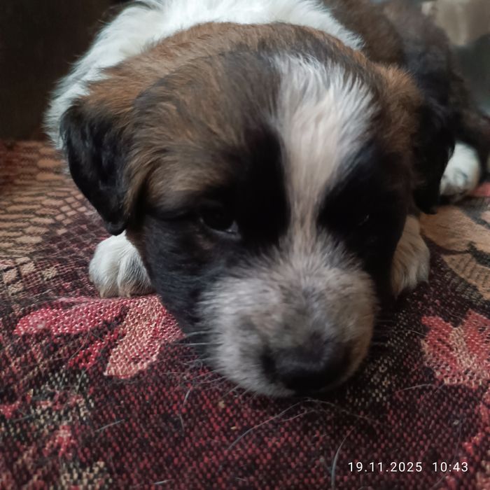 Отдам бесплатно щенка, девочка 2 месяца