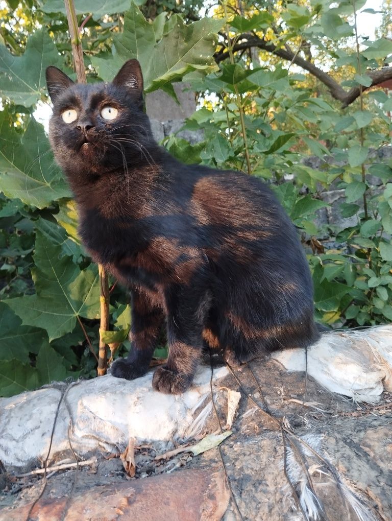 Молодой красавец котик ищет дом и любящие руки!