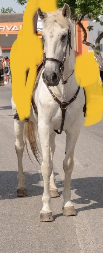 Vendo cavalo ferro quinta da foz