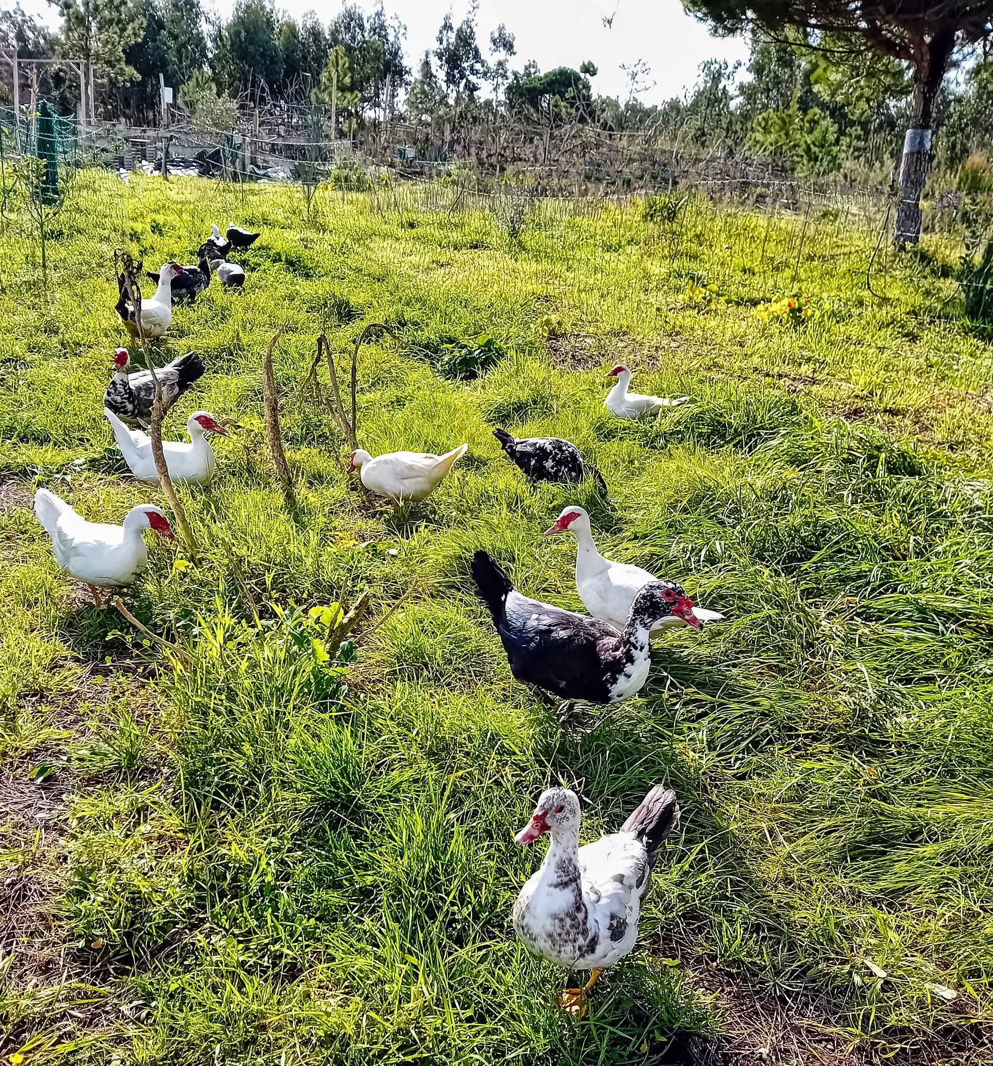 Ovos de pata grandes, frescos, produzidos de forma sustentável