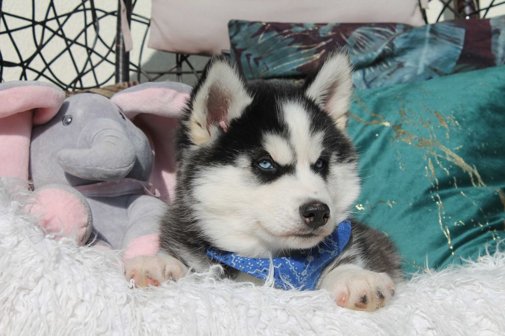 Siberian husky- Piesek z niebieskimi oczkami