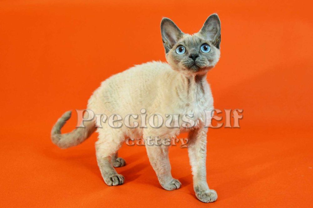 Девочка-голубоглазка Девон Рекс  10 месяцев