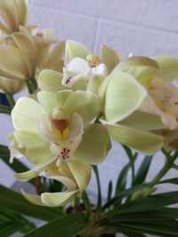 Орхидея Цимбидиум, сейчас не цветет