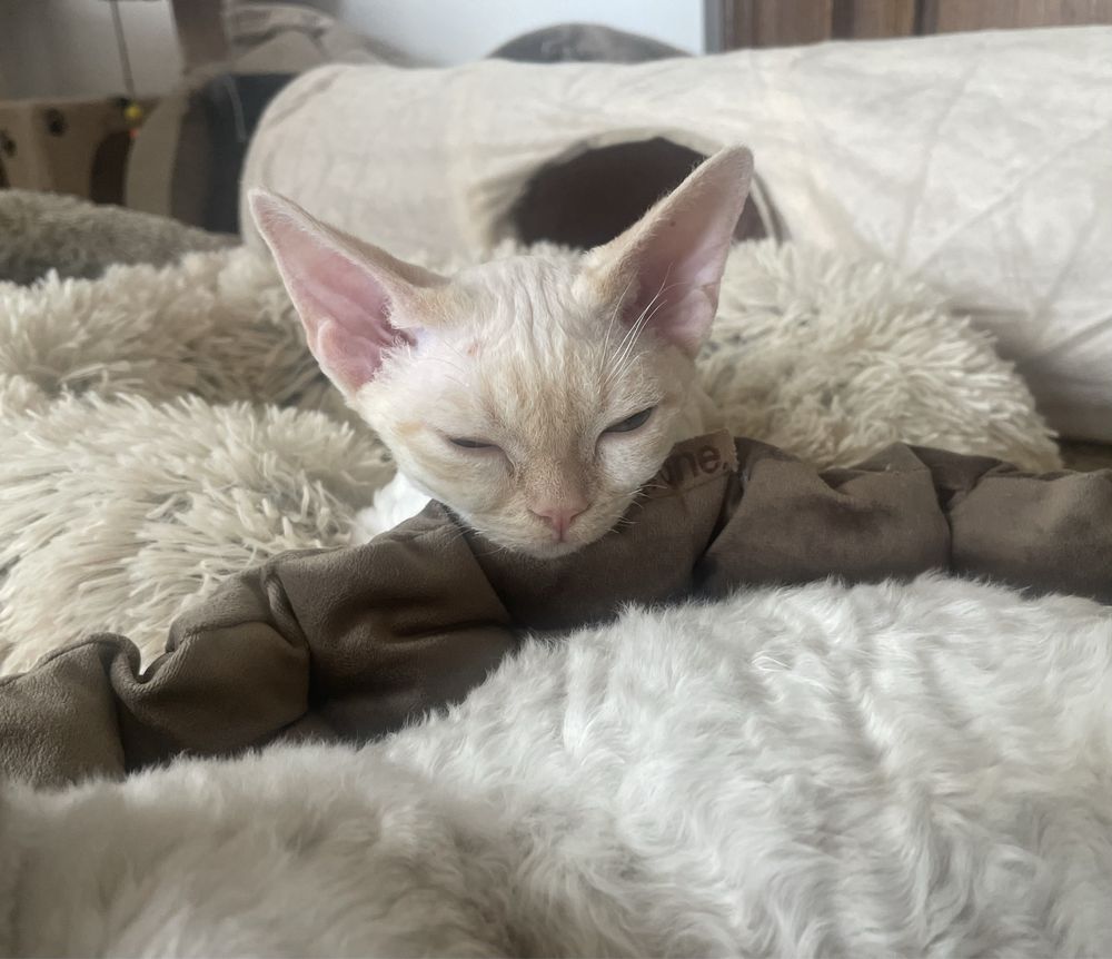 Devon rex kocurek