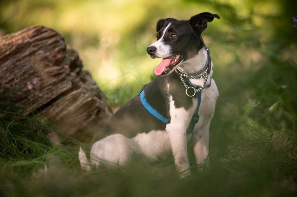 Nieśmiały Magni marzy o opiekunie z sercem i cierpliwością