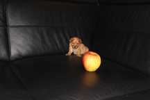 Maltipoo Maltańczyk Pudel