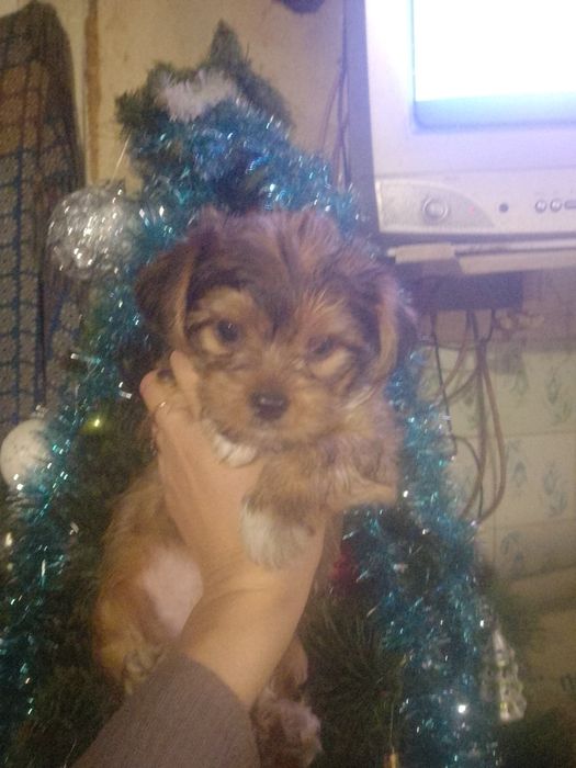 Продам Стандарт,Йорк.