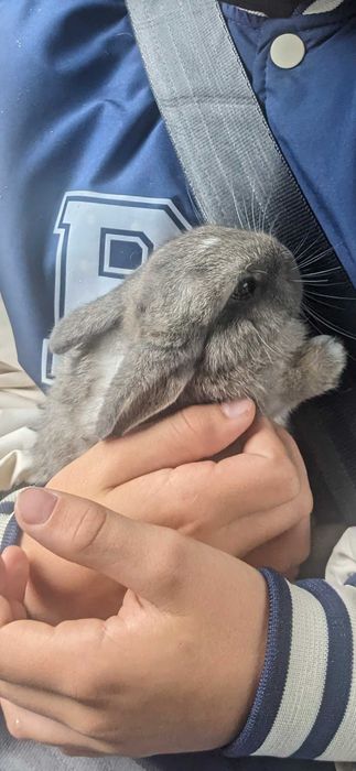 Oddam samiczke króliczka miniaturkę