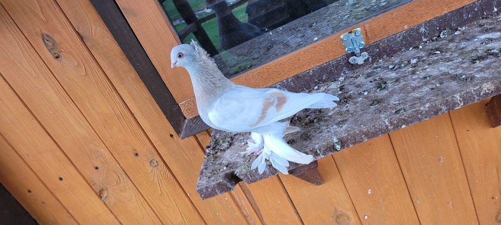 Blauwinder koroniaty samiczka