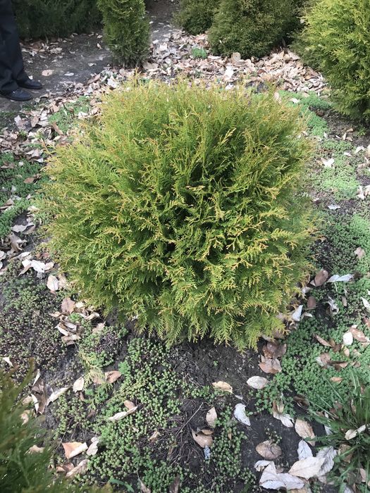 Смарагд голд-широкий вибір-є опт