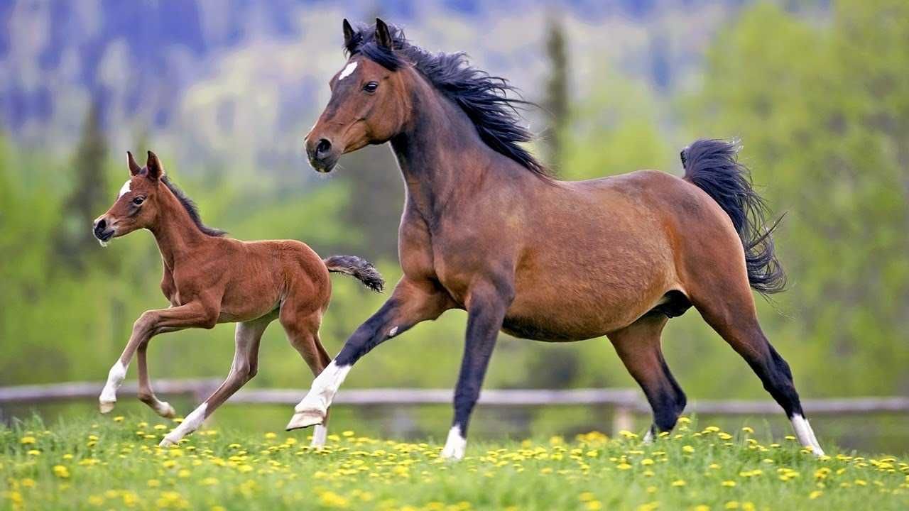 mleko w proszku dla zrebiąt kon kuc klacz mamka