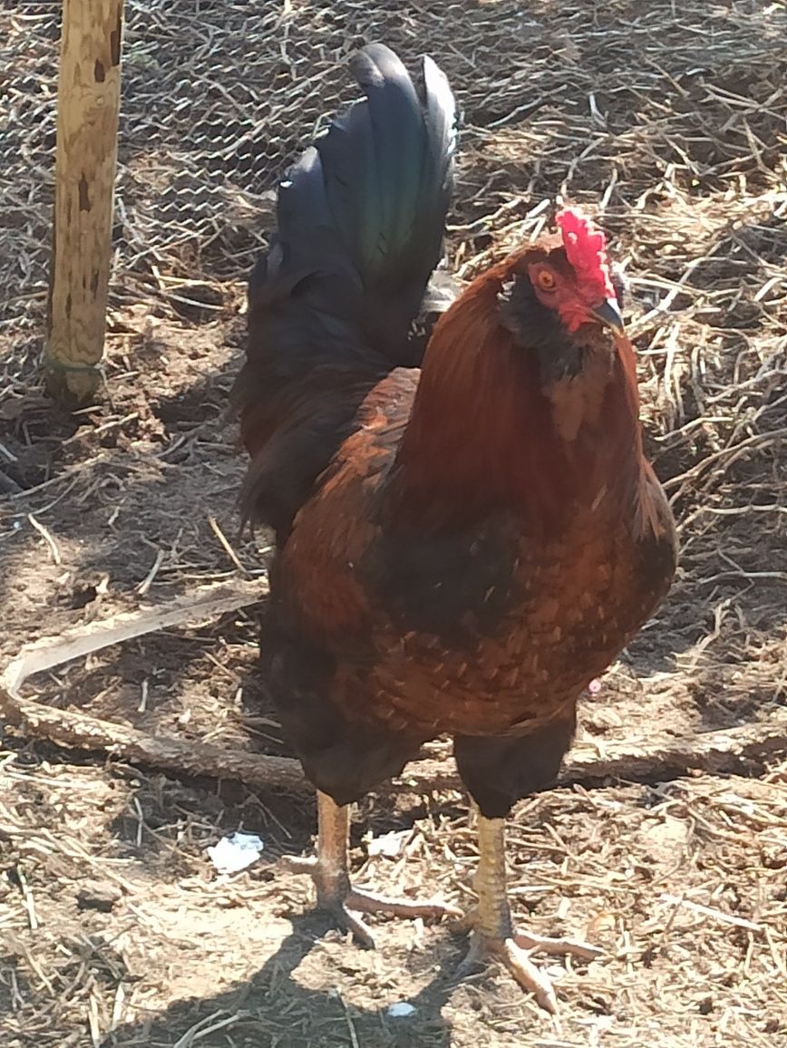 Leghorn/Aroucana/Brahma cedencia ovos