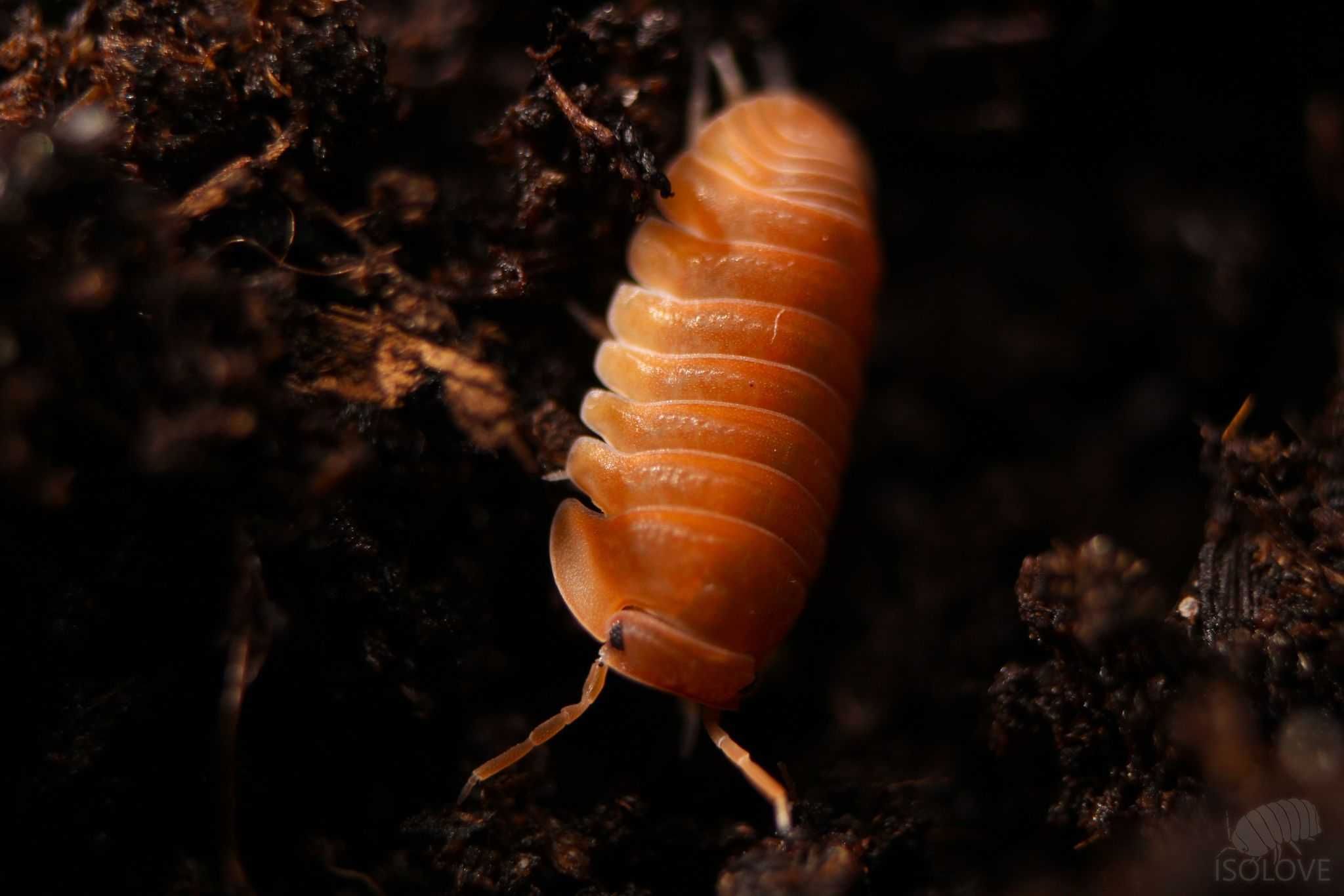 Cubaris murina "mandarin", równonogi, isopoda, ekipa sprzątająca
