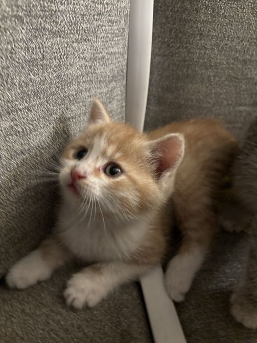 Oddam za darmo  male koty