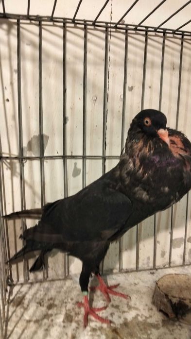 Garłacze Stawaki  polskie