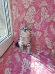 Шикарный шотландский мальчик