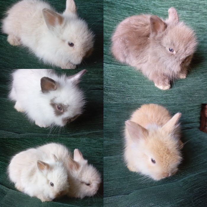 Króliczki mini lopy i karzełki Teddy