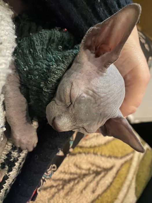 Кошеня сфінкса!!!