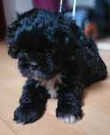 Szczeniak shih tzu
