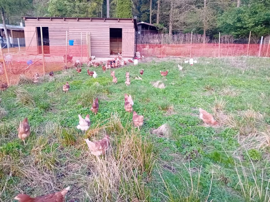 Jajeczka wiejskie z dostawą