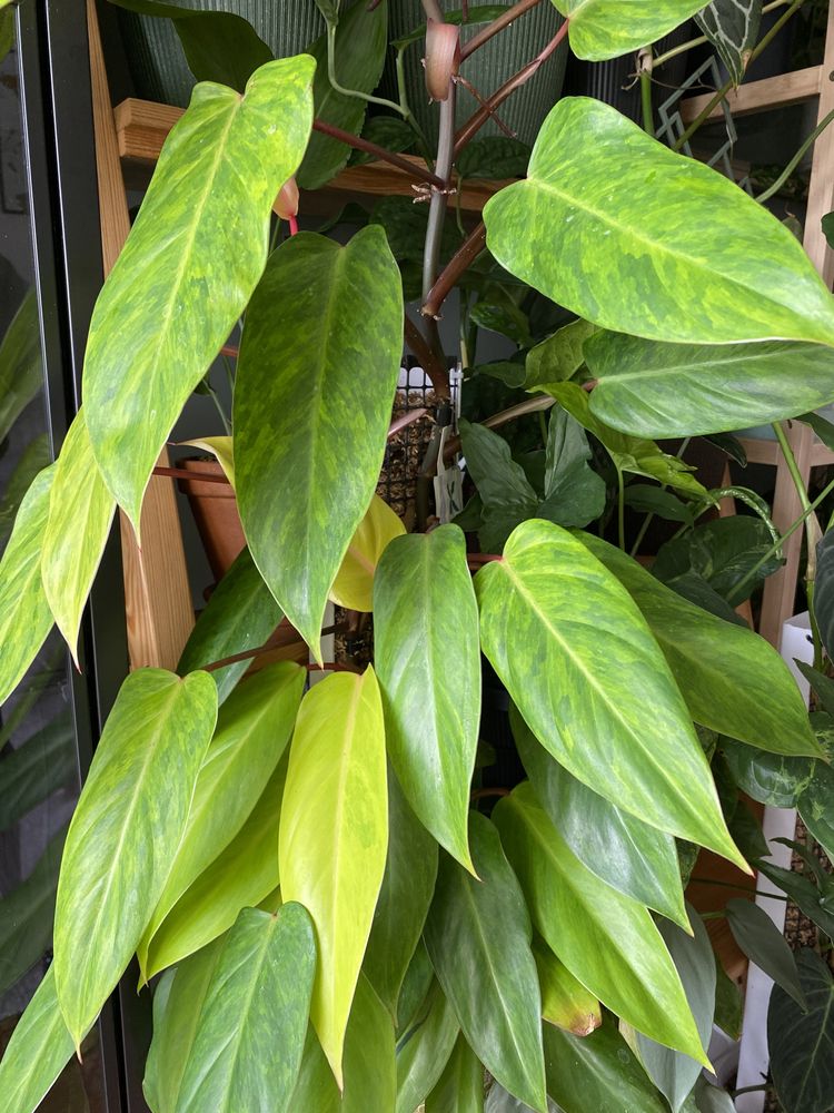 Philodendron Painted Lady